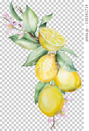 Watercolor lemon branch with yellow lemon fruits and green leaves. Summer botanical illustration 138161714