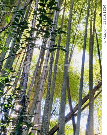 春の光が射す清水山の竹林 138161854