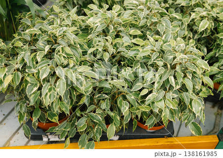 Variegated ficus benjamina in pots at garden center 138161985
