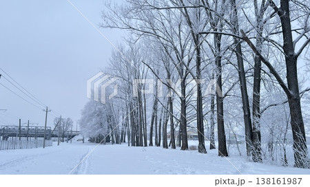 Snow-covered trees lining a quiet winter pathway 138161987