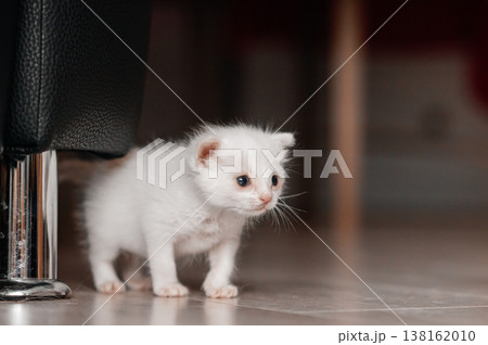 Adorable white kitten exploring indoors with curious expression 138162010