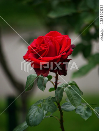 Vibrant Red Rose Bloom on Dark Background - Dramatic Floral Closeup, Vienna, Volksgarten Vibrant Red Rose Bloom on Dark Background - Dramatic Floral Closeup, Vienna, Volksgarten 138162052