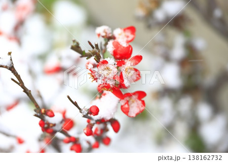 雪をかぶった木瓜（ボケ）の花 138162732