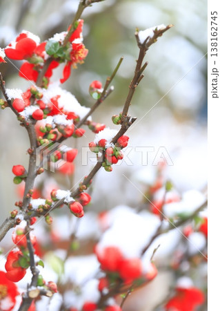 雪をかぶった木瓜(ボケ)の花 雪をかぶった木瓜(ボケ)の花 138162745