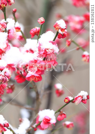 雪をかぶった梅の花 雪をかぶった梅の花 138162811