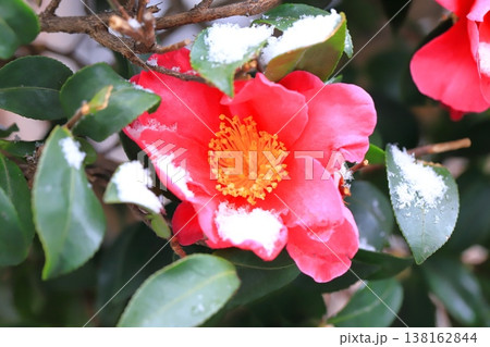 雪をかぶったサザンカの花 雪をかぶったサザンカの花 138162844