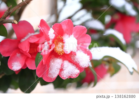 雪をかぶったサザンカの花 雪をかぶったサザンカの花 138162880