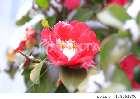 雪をかぶったサザンカの花　 138162886