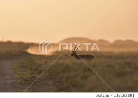 Male Blackbuck Antelope in Pampas plain environment, La Pampa province, Argentina 138162891