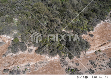 Pampas forest, Calden tree, Prosopis Caldenia, endemic species in La Pampa, Patagonia, Argentina Pampas forest, Calden tree, Prosopis Caldenia, endemic species in La Pampa, Patagonia, Argentina 138162935
