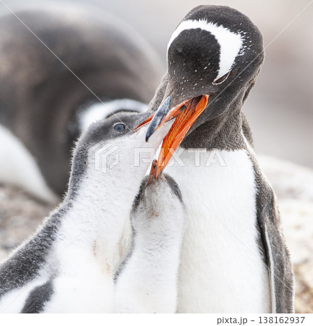 Gentoo Penguin on the beach,feeding his chick, Port Lockroy , Goudier Island, Antartica 138162937