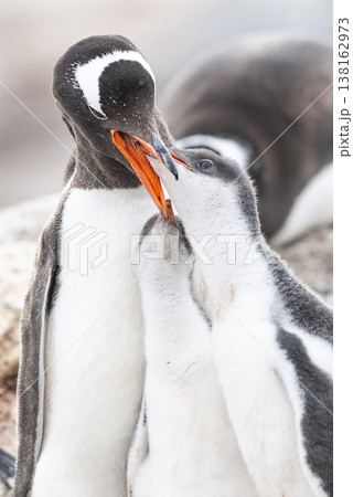 Gentoo Penguin on the beach,feeding his chick, Port Lockroy , Goudier Island, Antartica Gentoo Penguin on the beach,feeding his chick, Port Lockroy , Goudier Island, Antartica 138162973