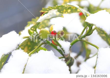 雪をかぶった青木(アオキ) 雪をかぶった青木(アオキ) 138163006