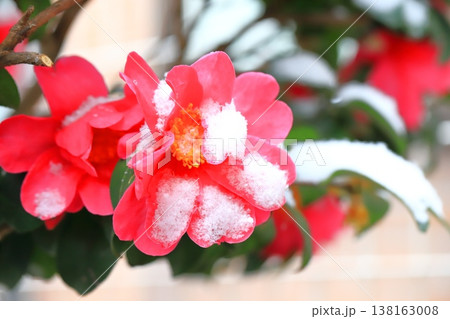 雪をかぶったサザンカの花 雪をかぶったサザンカの花 138163008