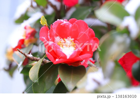 雪をかぶったサザンカの花 雪をかぶったサザンカの花 138163010