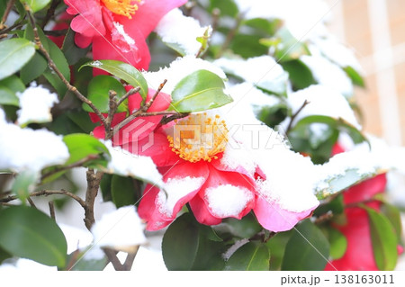 雪をかぶったサザンカの花　　 138163011