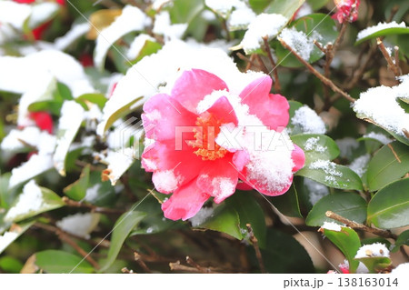 雪をかぶったサザンカの花 雪をかぶったサザンカの花 138163014