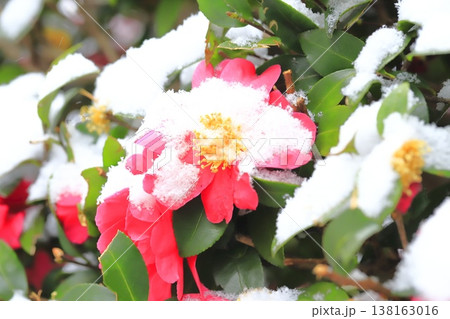 雪をかぶったサザンカの花 雪をかぶったサザンカの花 138163016