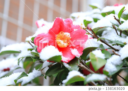 雪をかぶったサザンカの花　　　　 138163020