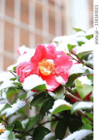 雪をかぶったサザンカの花 雪をかぶったサザンカの花 138163021