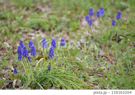 春に咲くムスカリの花 春に咲くムスカリの花 138163204