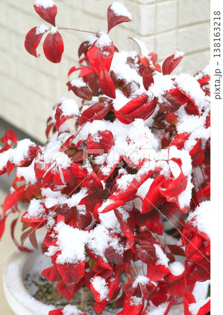 雪をかぶったオタフクナンテンの赤い葉 雪をかぶったオタフクナンテンの赤い葉 138163218