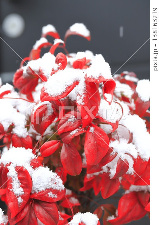 雪をかぶったオタフクナンテンの赤い葉 雪をかぶったオタフクナンテンの赤い葉 138163219