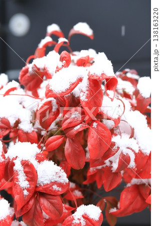 雪をかぶったオタフクナンテンの赤い葉 雪をかぶったオタフクナンテンの赤い葉 138163220