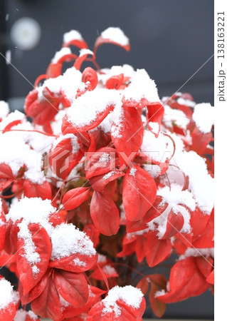雪をかぶったオタフクナンテンの赤い葉 雪をかぶったオタフクナンテンの赤い葉 138163221