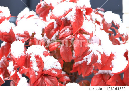 雪をかぶったオタフクナンテンの赤い葉 雪をかぶったオタフクナンテンの赤い葉 138163222