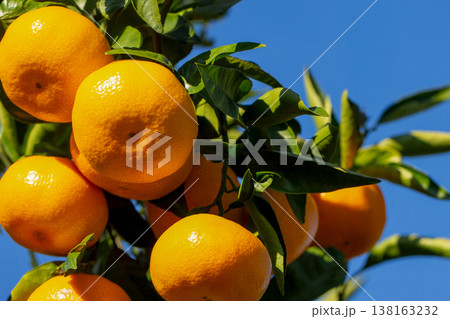 みかん園 138163232