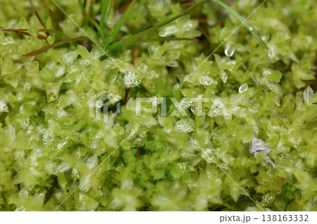 コツボゴケ 138163332