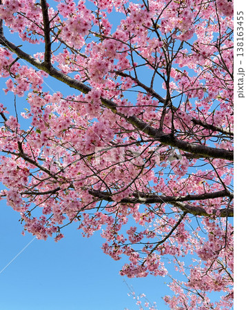 桜 138163455