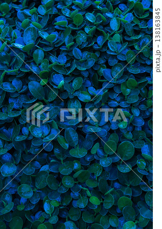 Herb wall, plant wall, natural green wallpaper and background. Herb wall, plant wall, natural green wallpaper and background. 138163845