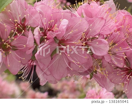 ニワウメの花 ニワウメの花 138165041