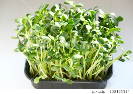 Fresh microgreens grown from sunflower seeds offer a nutritious addition to a healthy diet. Packed with vitamins and minerals Fresh microgreens grown from sunflower seeds offer a nutritious addition to a healthy diet. Packed with vitamins and minerals 138165514