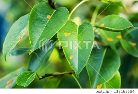 "Close-up pear tree leaf showing signs of disease, orange rust spots on green foliage, symptom of fungal infection affecting fruit plants in garden" 138165584