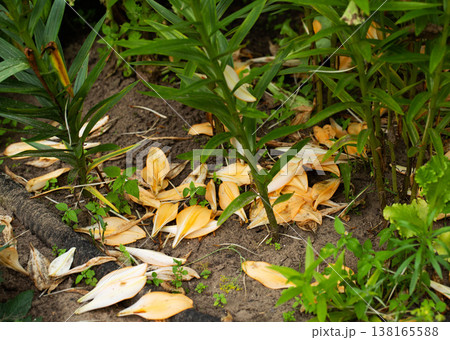 Fallen petals of flowering plants on dark garden soil, showing signs of wilting and plant disease, decline of blooming season 138165588