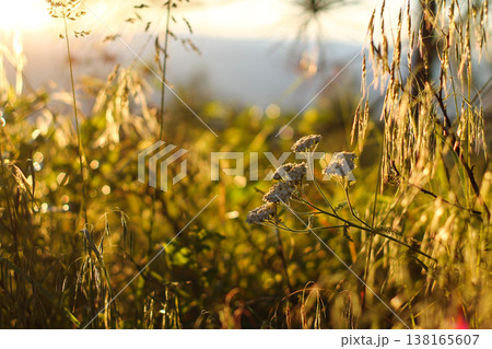 Yarrow In Alpine Meadow At Golden Hour 138165607