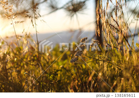 Yarrow In An Alpine Meadow At Sunset Yarrow In An Alpine Meadow At Sunset 138165611