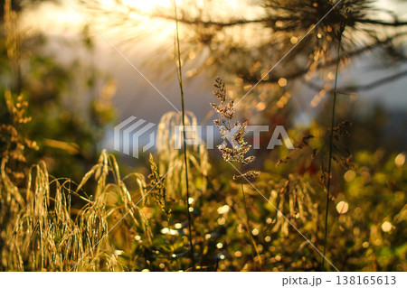 Meadow Grasses In Golden Afternoon Sun 138165613