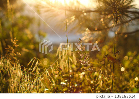 Meadow Grasses In Golden Afternoon Sun Meadow Grasses In Golden Afternoon Sun 138165614