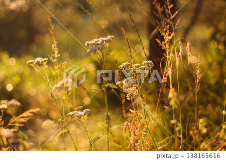 Yarrow In The Golden Afternoon Yarrow In The Golden Afternoon 138165616
