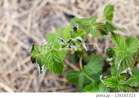 Frostbitten leaves and raspberry bushes spring, close-up Frostbitten leaves and raspberry bushes spring, close-up 138165723