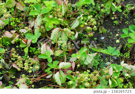 Strawberry plants show green leaves, some with reddish hues, unripe green fruit, and white flowers emerging from dark garden soil Strawberry plants show green leaves, some with reddish hues, unripe green fruit, and white flowers emerging from dark garden soil 138165725