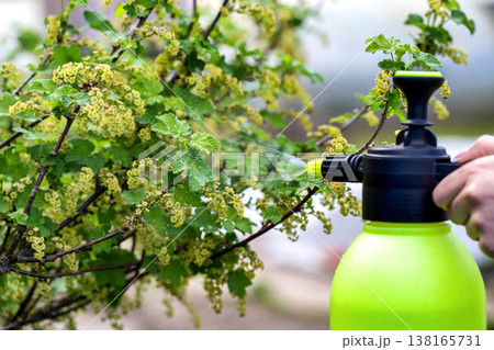 Treating a young blackcurrant bush with Bordeaux mixture against powdery mildew and scab, close-up 138165731