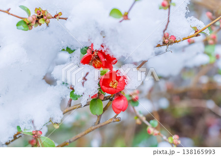 赤い梅の花に雪 赤い梅の花に雪 138165993
