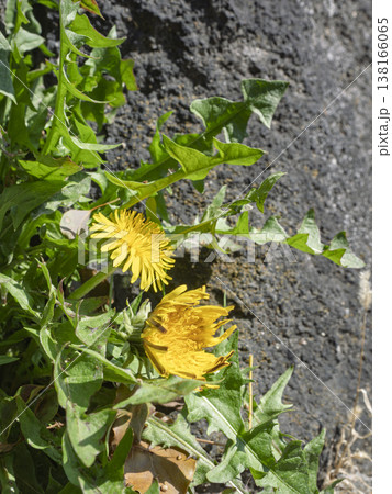 足元に咲く、小さな太陽の蕾。 138166065