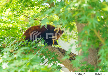 木の上を歩くレッサーパンダ 木の上を歩くレッサーパンダ 138166067