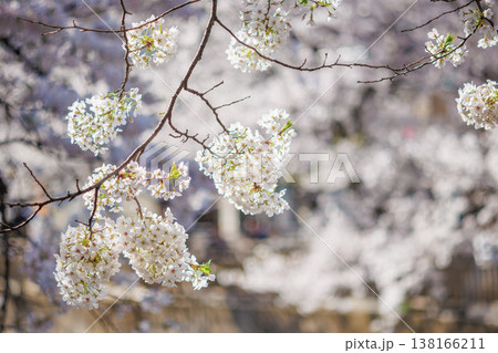 桜のある風景 桜のある風景 138166211